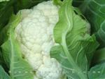 雪球120-花椰菜类