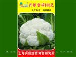 兴绿雪球180天-花椰菜