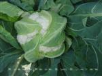 兴绿雪球120-花椰菜类