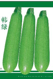 供应韩绿—西葫芦种子