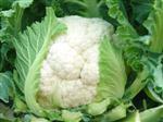 兴绿杂100天-花椰菜类