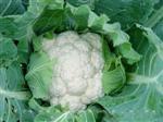 兴绿雪球55-60-花椰菜