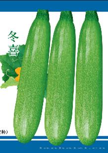 供应冬喜—西葫芦种子
