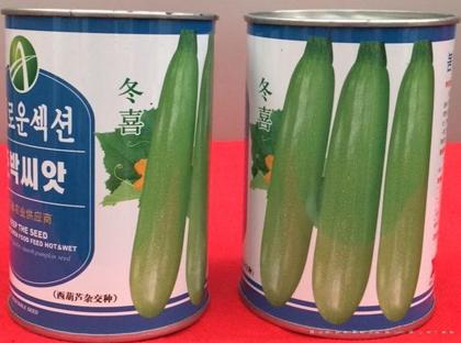 供应冬喜—西葫芦种子