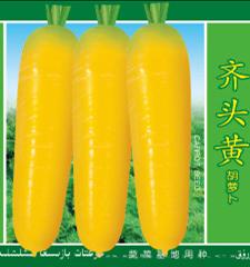 供应齐头黄胡萝卜—胡萝卜种子