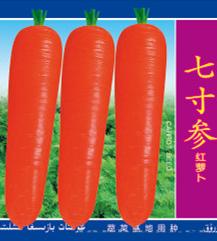 供应七寸参红萝卜—胡萝卜种子