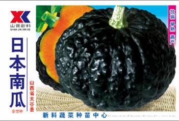 供应日本南瓜—南瓜种子