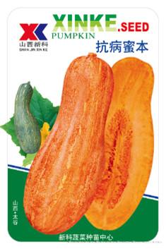 供应抗病蜜本—南瓜种子