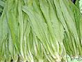 油麦菜种子