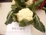 MS雪冠60天-花椰菜类