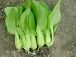 上海青鸡毛菜-青菜类