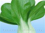 白叶五月慢青菜-青菜