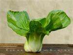 白叶四月慢青菜-青菜