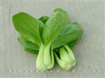 兴绿抗热青菜-青菜类
