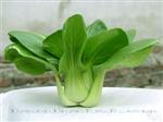 精选矮萁青-青菜类