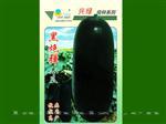 特选炮弹形黑皮冬瓜