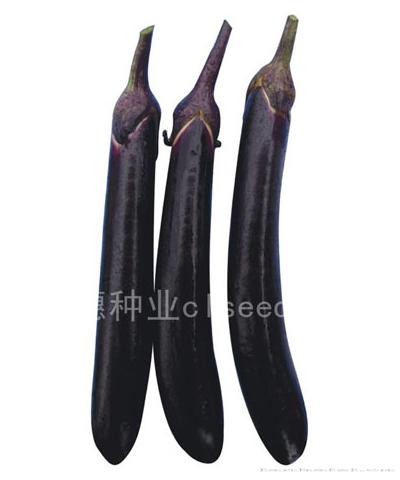 茄子1