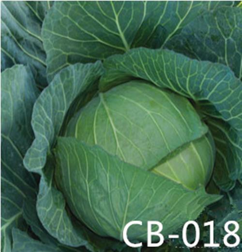 CB-018