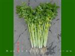 改良黄心四月慢芹菜