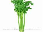 兴绿西芹-叶菜类