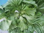 腊菜苔-叶菜类
