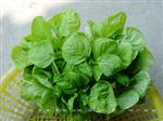 兴绿油苋菜-叶菜类