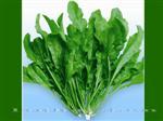 大叶荠菜