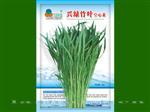 兴绿竹叶空心菜