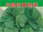 中圆叶青苋菜