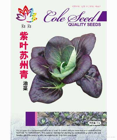紫叶苏州青