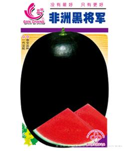 非洲黑将军