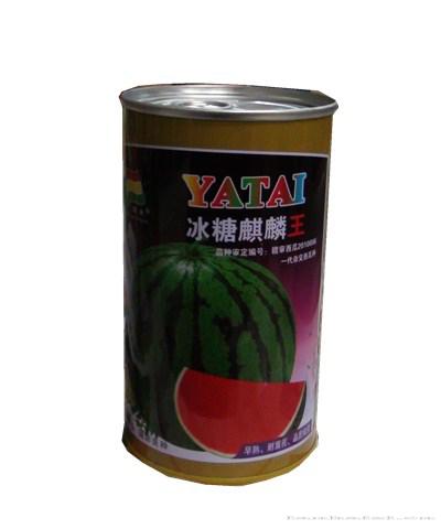 冰糖麒麟王