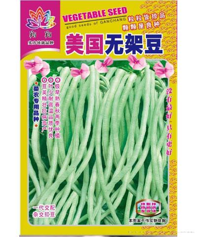 美国无架豆