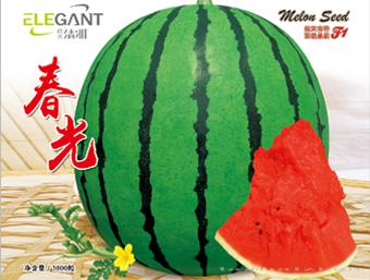 清雅春光