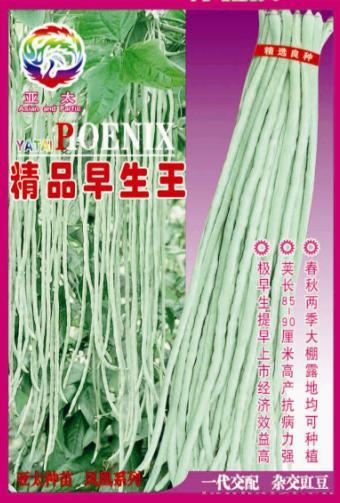 精品早生王
