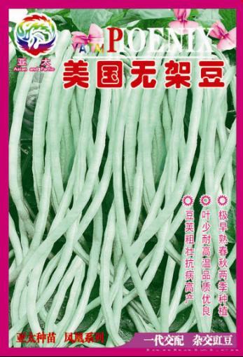 美国无架豆