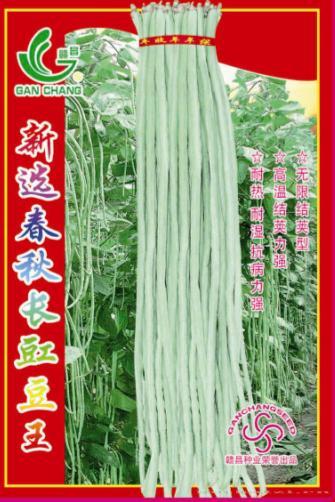 心选春秋长豇豆王