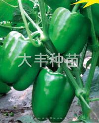 凯旋门