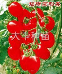 至尊红