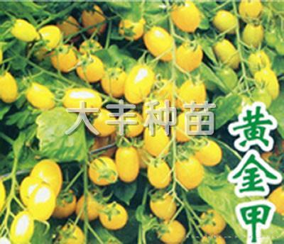 黄金甲