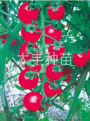 粉桃