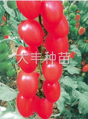 新改良千禧