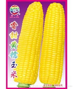 香甜黄糯玉米