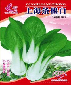 上海条根白