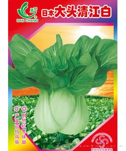 日本大头清江白