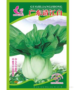 广州清江白