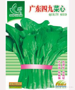广东四九菜心