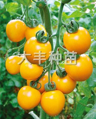 黄圆