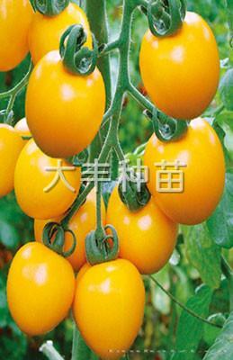 黄罗曼