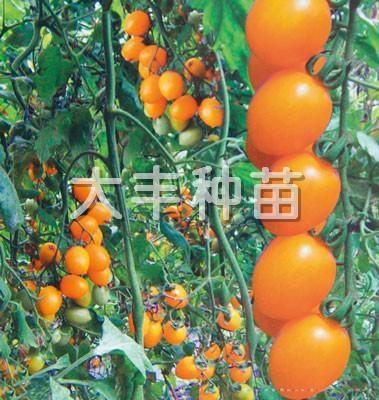 皇上皇